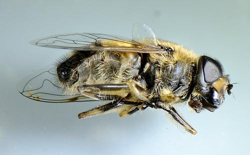Eristalis similis